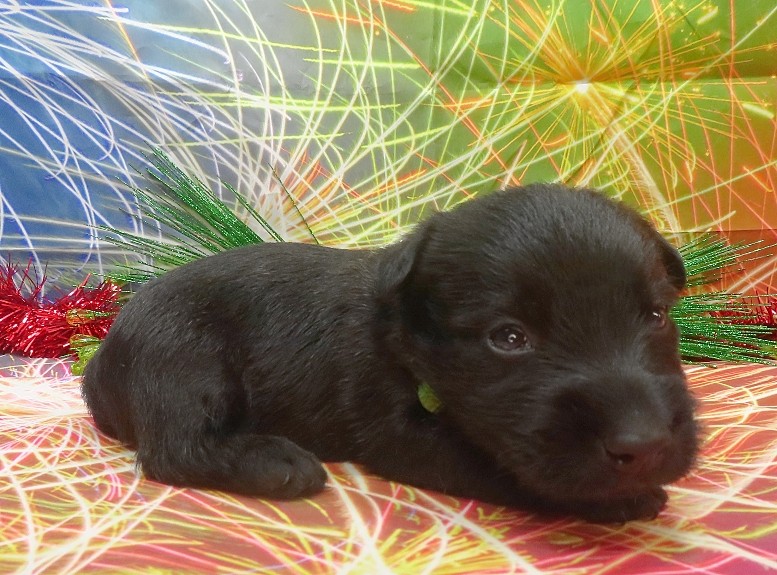 rusty 4wk 7