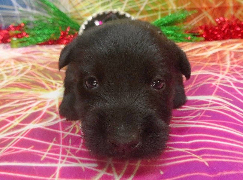 rusty 4wk 8