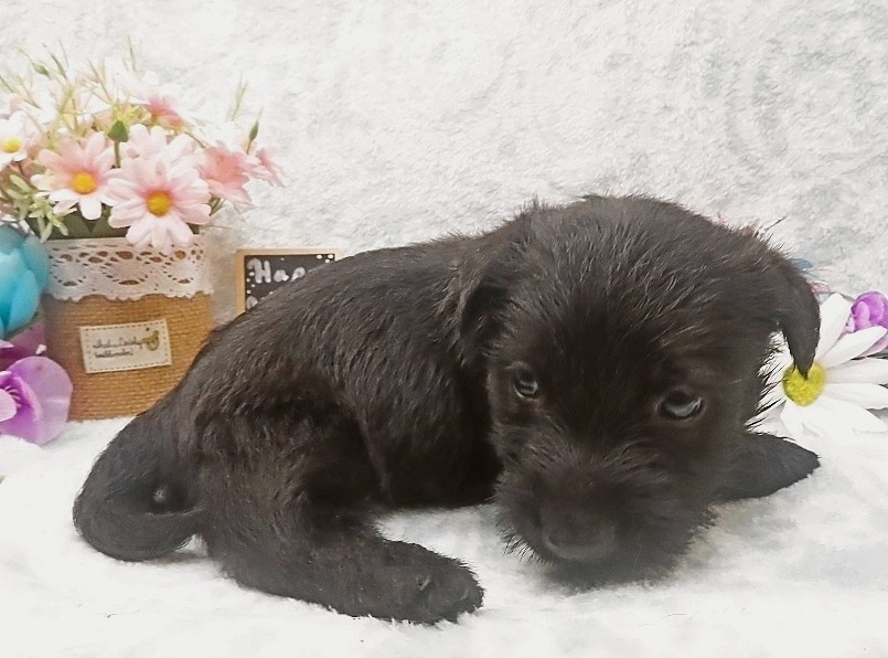 rusty 5wk 2