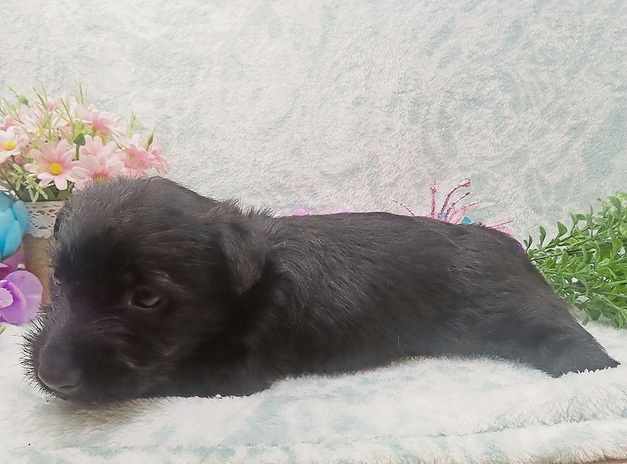 rusty 5wk 4