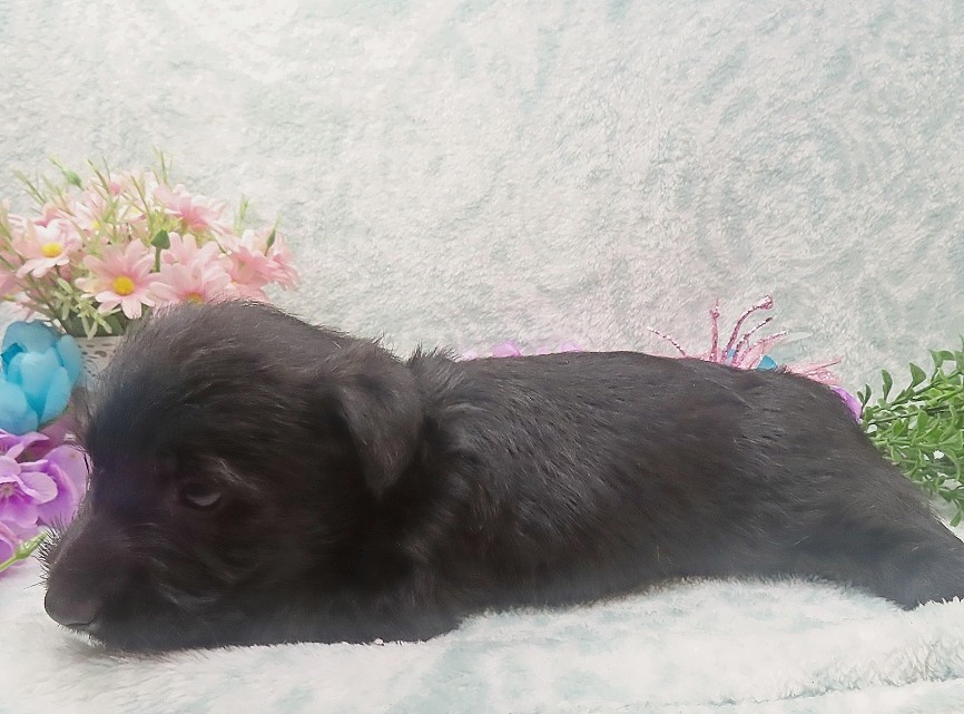 rusty 5wk 5