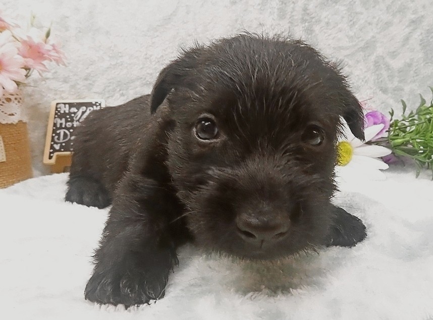 rusty 5wk 6