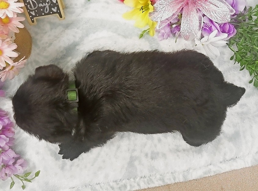 rusty 5wk 8