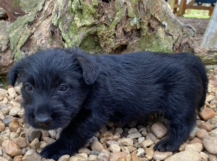 rusty 6wk 2