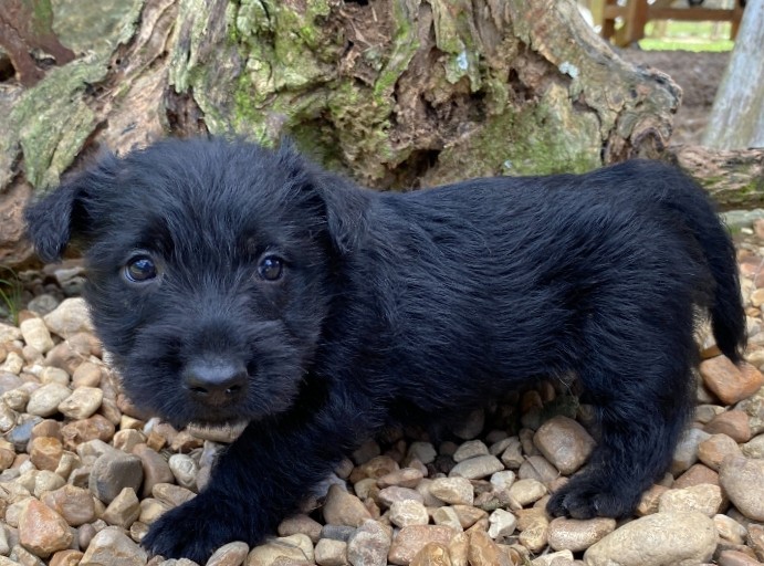 rusty 6wk 3