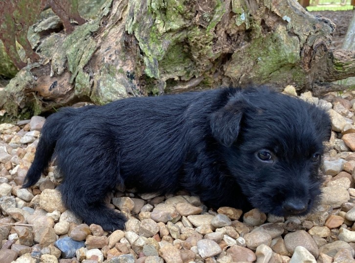 rusty 6wk 6