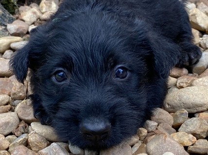rusty 6wk 8