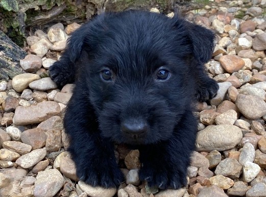 rusty 6wk 9
