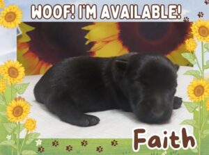 Faith 2wk ft