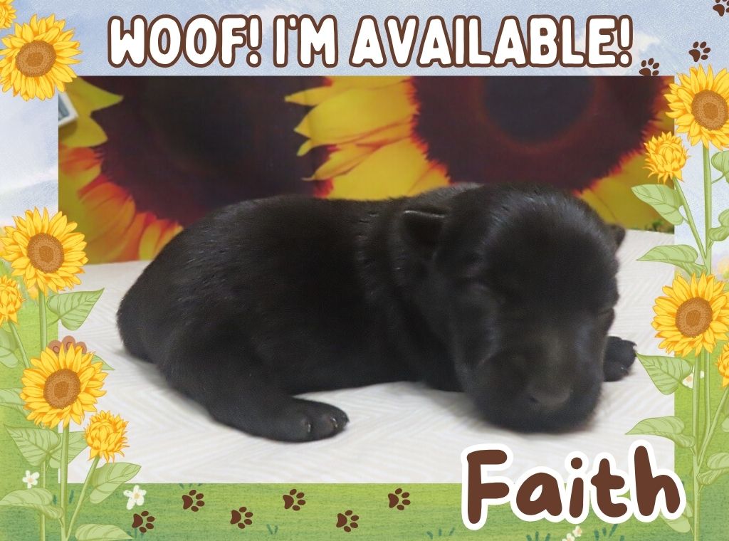 Faith 2wk ft