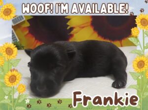 Frankie 2wk ft