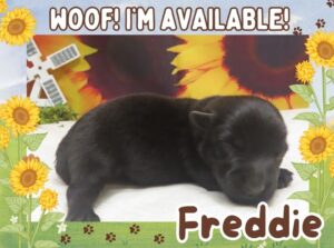Freddie 2wk ft