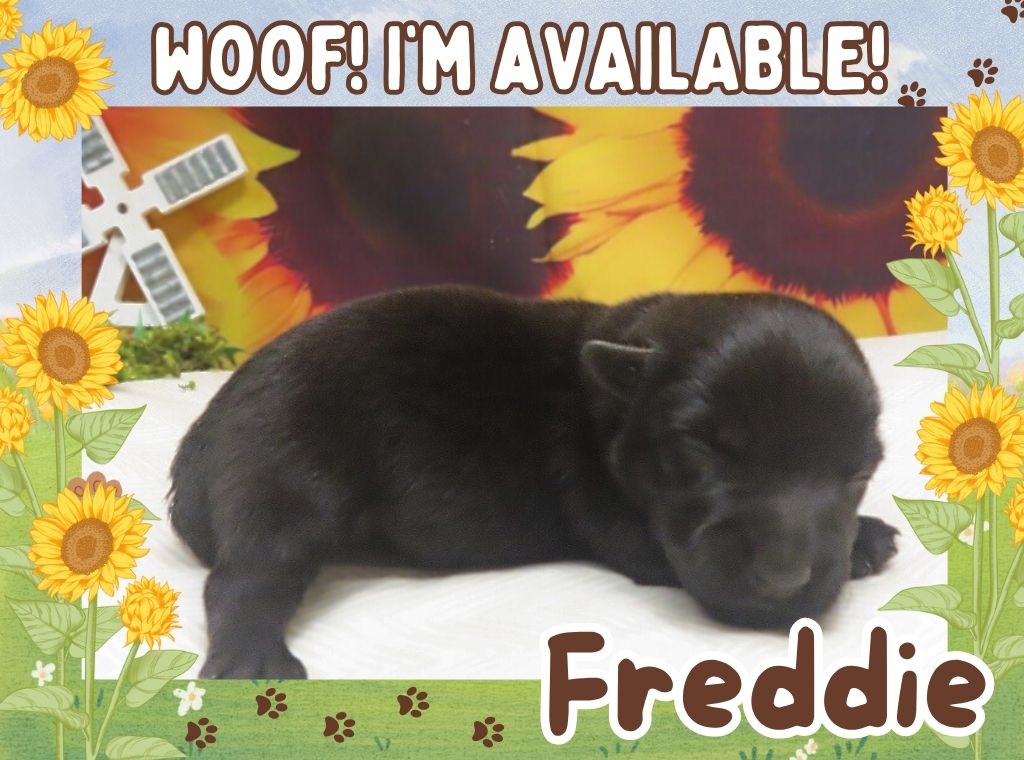 Freddie 2wk ft