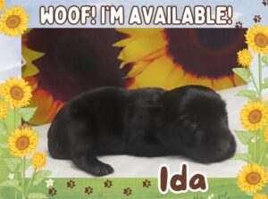 Ida 2wk ft