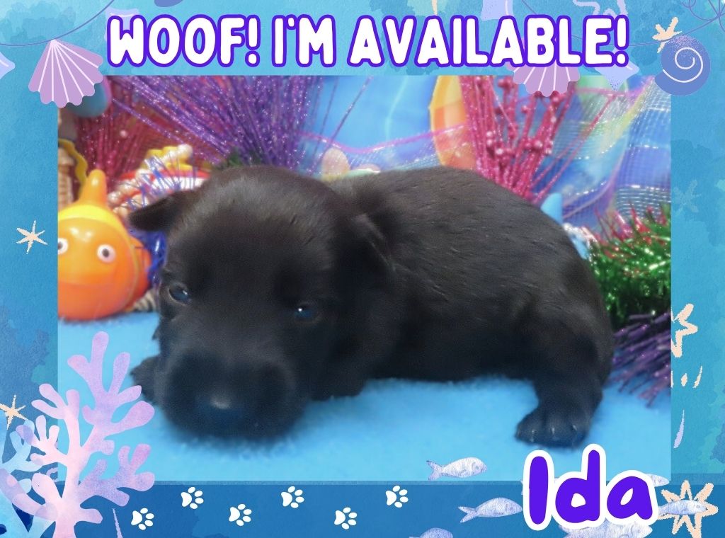 Ida 3wk ft