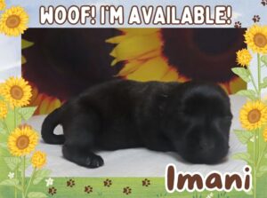Imani 2wk ft