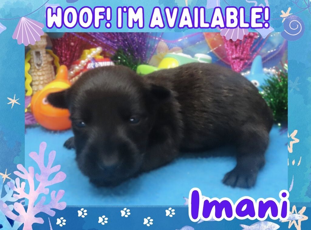 Imani 3wk ft