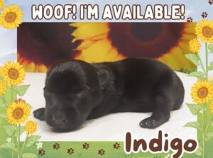 Indigo 2wk ft