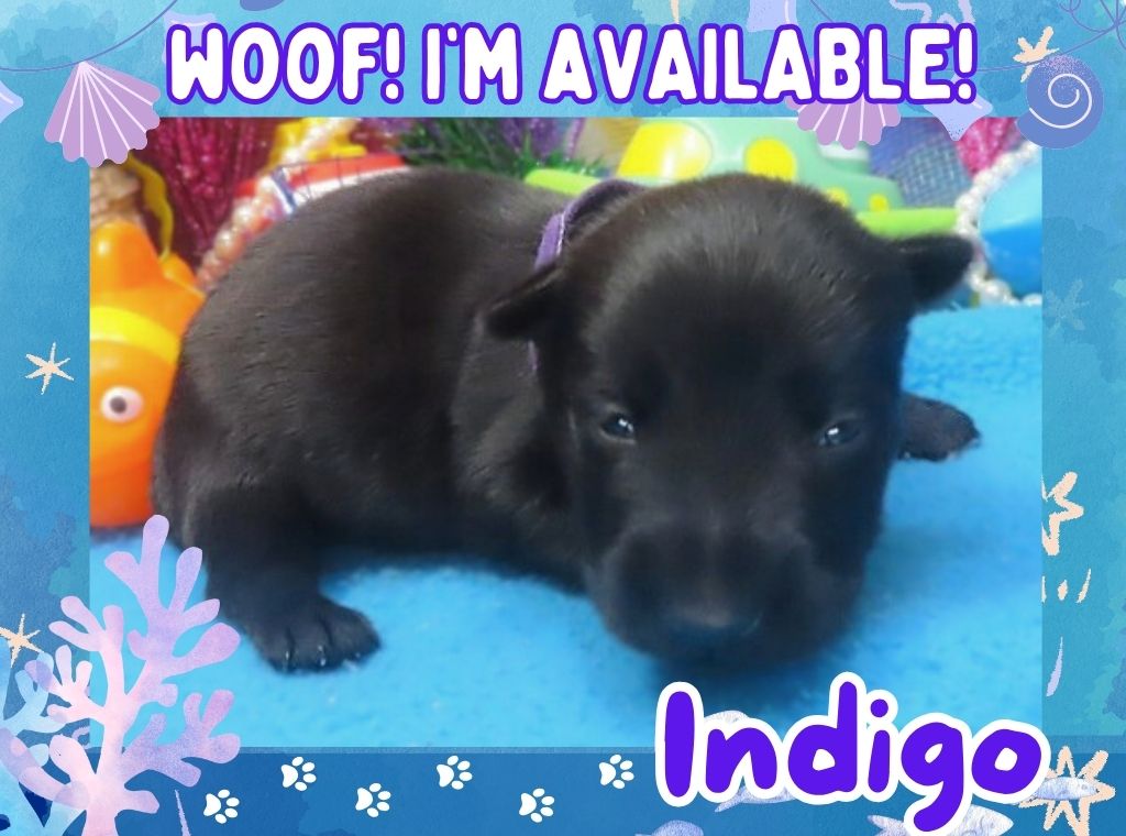 Indigo 3wk ft