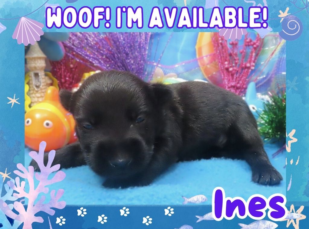 Ines 3wk ft