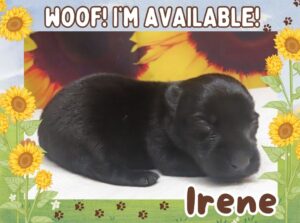 Irene 2wk ft