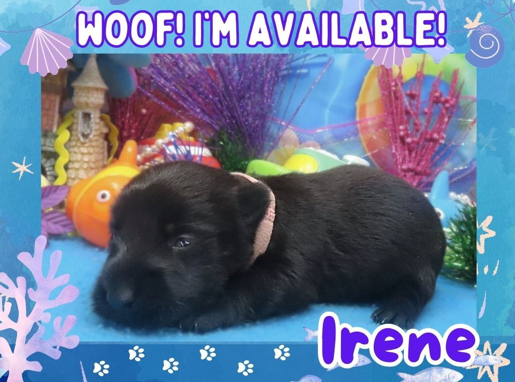 Irene 3wk ft