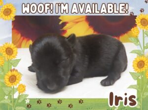 Iris 2wk ft