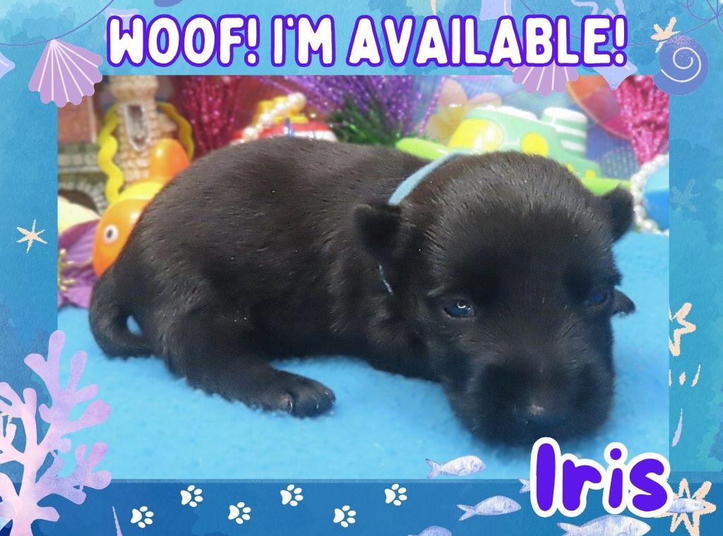 Iris 3wk ft