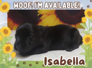Isabella 2wk ft