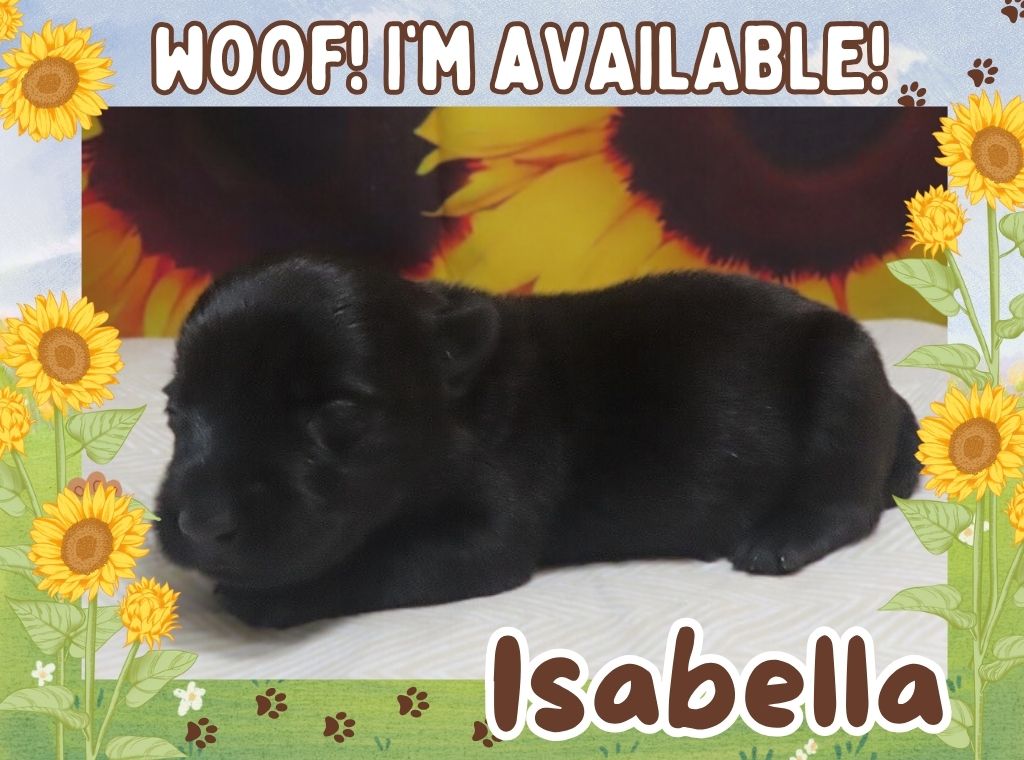 Isabella 2wk ft