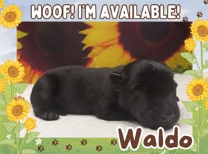 Waldo 1wk ft