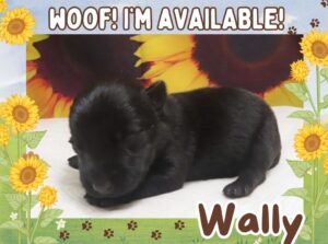 Wally 1wk ft