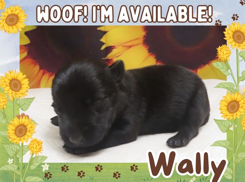 Wally 1wk ft