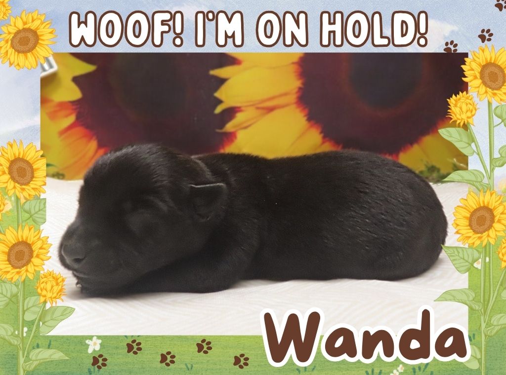 Wanda 1wk ft 2