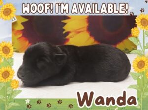 Wanda 1wk ft