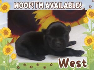 West 1wk ft