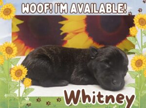 Whitney 1wk ft