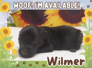 Wilmer 1wk ft