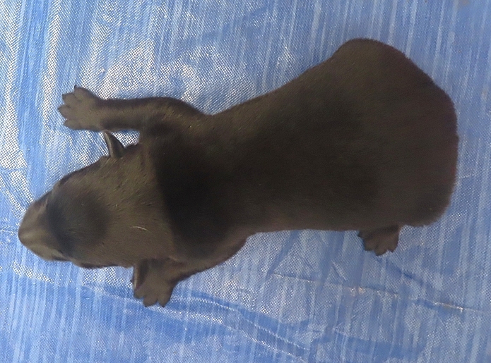 frankie 1wk 2
