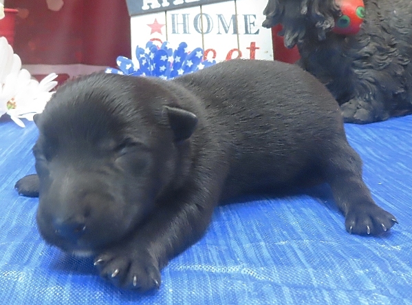 frankie 1wk 3