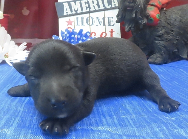 frankie 1wk 4