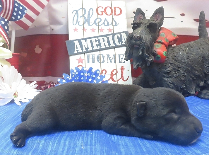 frankie 1wk 6