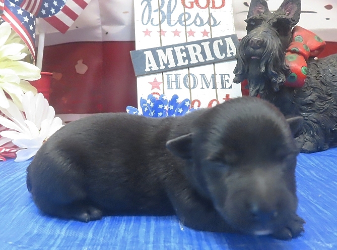 frankie 1wk 7