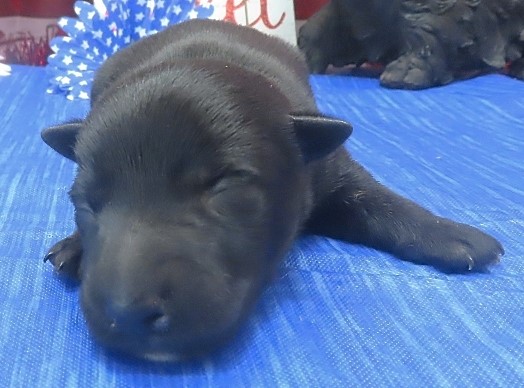 frankie 1wk 8