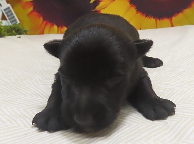 frankie 2wk 1