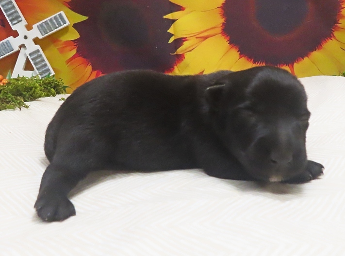 frankie 2wk 2