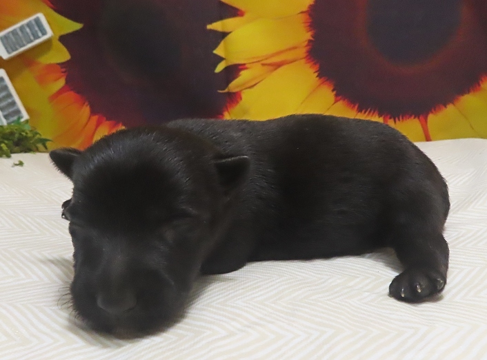 frankie 2wk 3