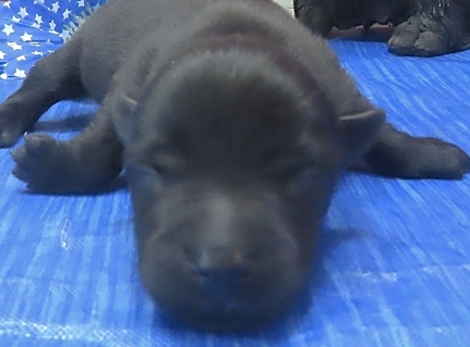 freddie 1wk 1