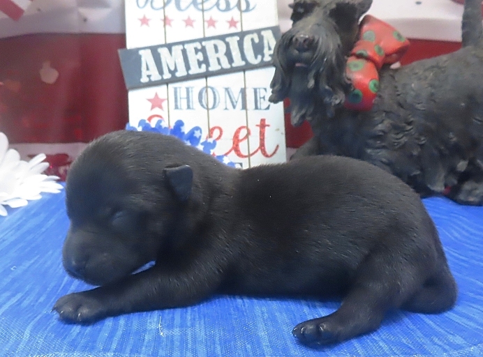 freddie 1wk 2