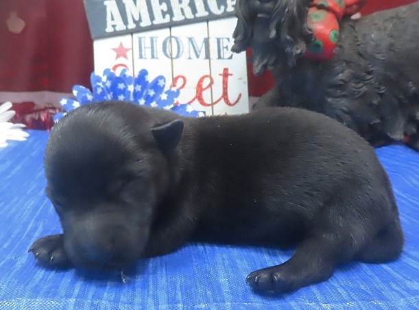 freddie 1wk 3
